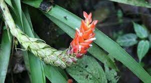 1eras plantas con flor