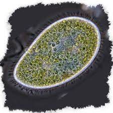 1eras células eucariotas