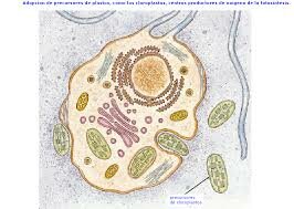 PRIMERAS CÉLULAS EUCARIOTAS