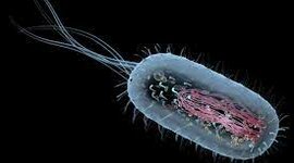 Timeline: Origen de las primeras células procariotas