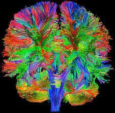 Una nueva visión del cerebro