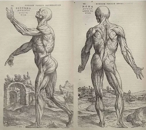 La explicacion anatomica