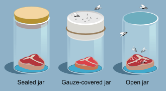 Experimentos sobre la Generación de Insectos