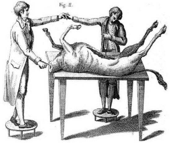 Electrofisiología del sistema nervioso.
