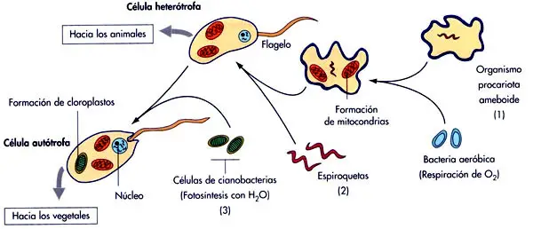 Teoría endosimbiótica