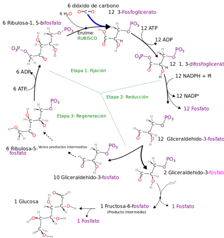 El camino del carbono en la fotosíntesis