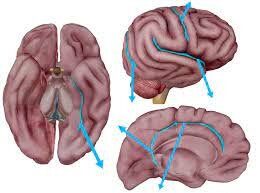 Desarrollo Neurogénesis