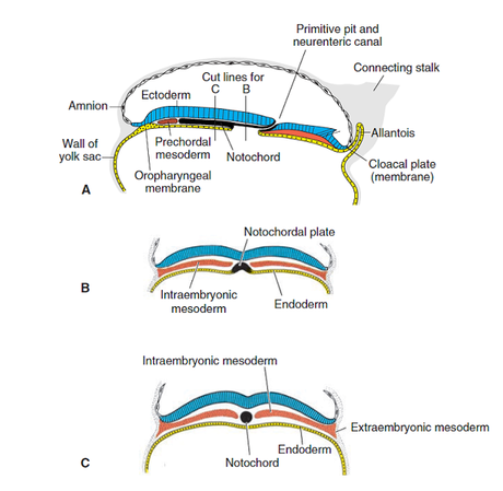 Desarrollo Neurogénesis
