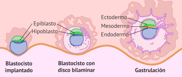 Desarrollo Neurogénesis