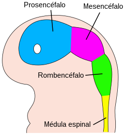 Desarrollo Neurogénesis