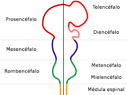 Desarrollo Neurogénesis