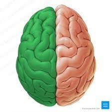 Desarrollo Neurogénesis