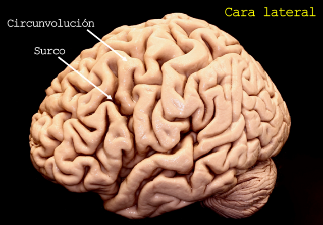 Desarrollo Neurogénesis