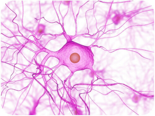 Maduración Sistema Nervioso