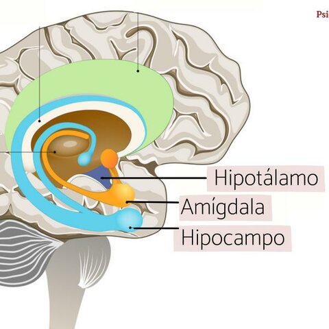 Maduración del lóbulo frontal