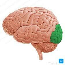 Maduración del Lóbulo Occipital