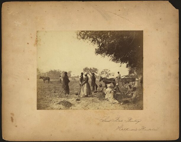 Sweet potato planting, Hopkinson's Plantation