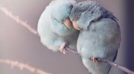 Timeline: პროექტი