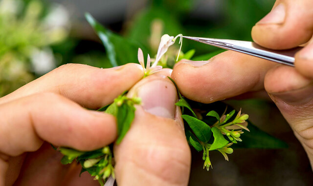 Scientific plant breeding
