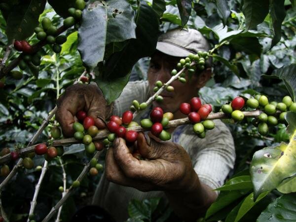 Impuesto establecido a las exportaciones de café