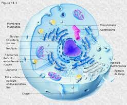 Aparición primeras células ecucariotas