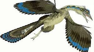 Aparición del primer pájaro