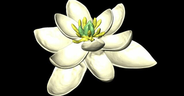 Aparición de las plantas con flor