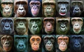 Surgimiento de los grandes simios