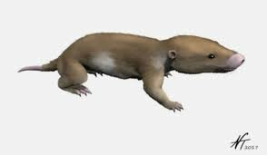 Surgimiento de los mamíferos