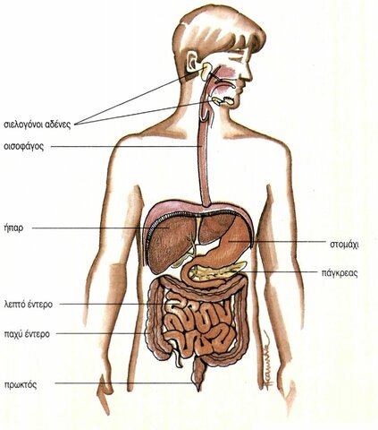 The History of Digestive System