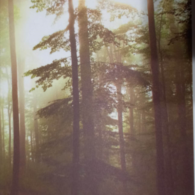 Timeline: პროექტი- "რატომ უნდა გავურთხილდეთ ტყეს?!"