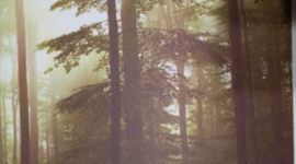 Timeline: პროექტი- "რატომ უნდა გავურთხილდეთ ტყეს?!"