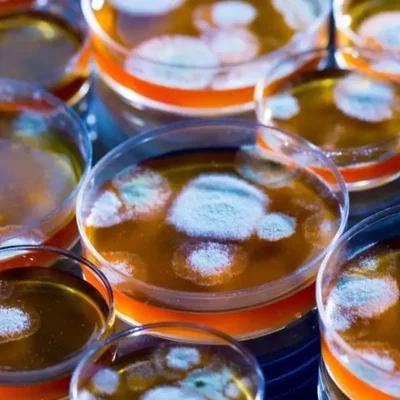 Timeline: Відкриття пеніциліну