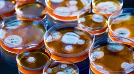 Timeline: Відкриття пеніциліну