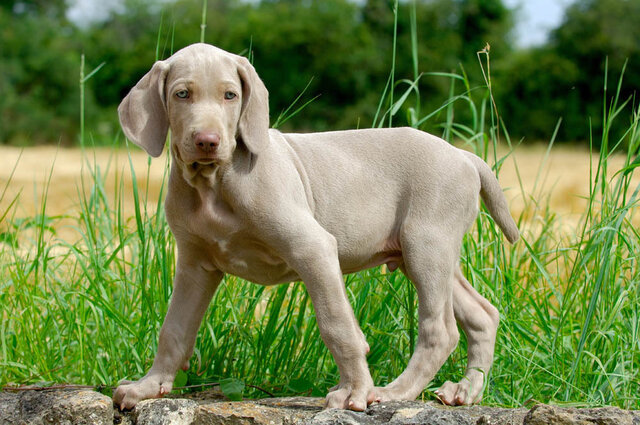 Elezioni per la costituente di Weimar