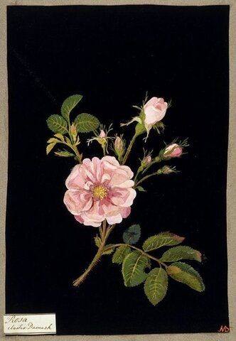 17th Century Female Artists