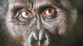 Timeline: El origen de la especie humana