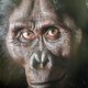 Australopithecus anamensis