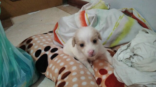 Adoptamos a Capuchino