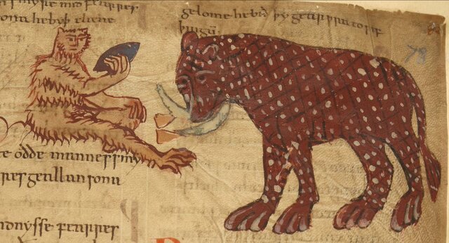 "Medecina de quadrupedibus" and "Herbarium"