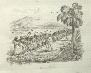 La Economía de Plantación