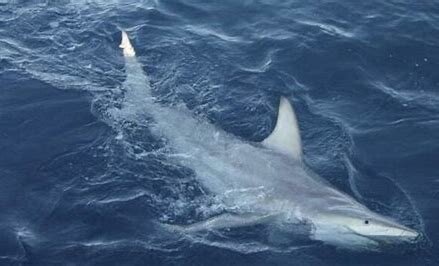 tiburones híbridos