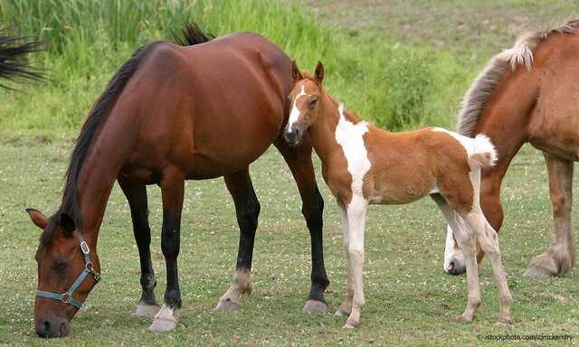 Domestication of the Horse