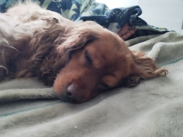 Murio mi perrita Annie