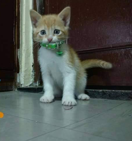 Llegó mi primera gata