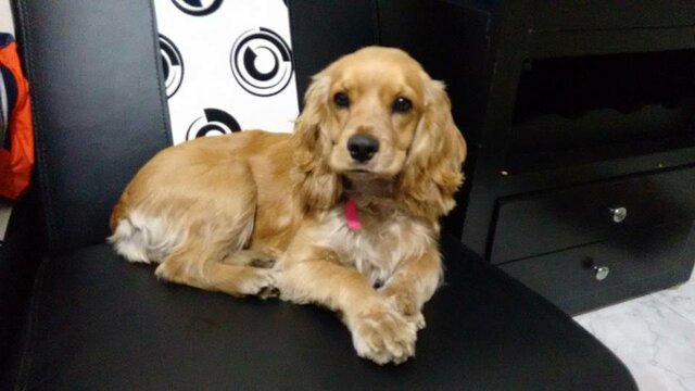 Adopcion de Tara (mi mascota)