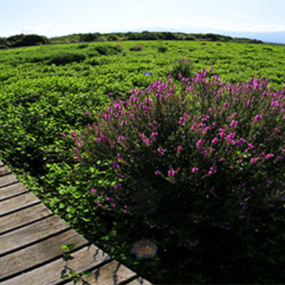 Timeline: სახელმწიფო ნაკრძალი