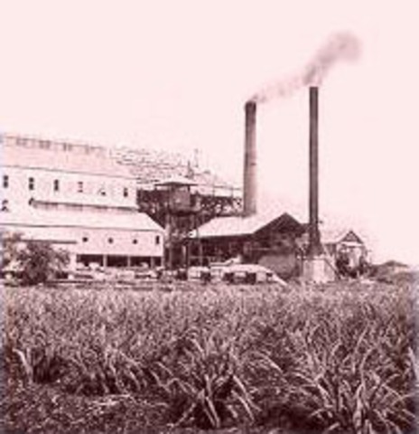 Sugar Plantation