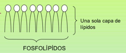 Ernest Overton descubrio la membrana celular