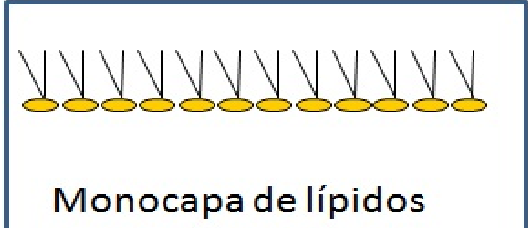 Langmuir y el comportamiento de los fosfolípidos.